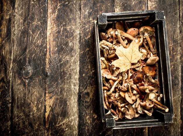 Fresh mushrooms honey agaric in an old box.