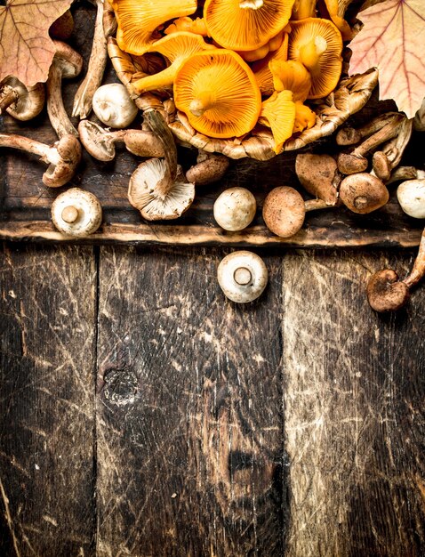 Fresh mushrooms, honey agarics and chanterelles.