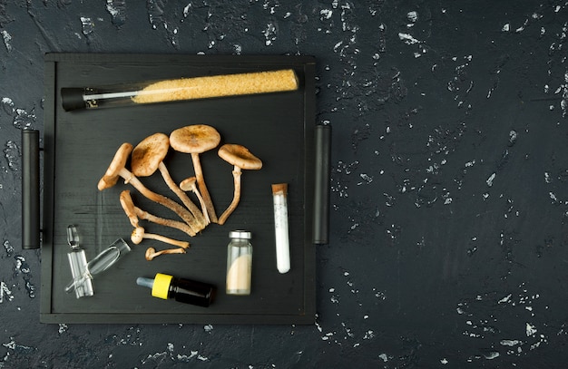 Fresh mushrooms, spices and medication on a black board. View from above. Copy space