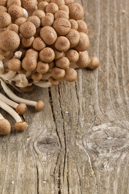 Foto funghi freschi