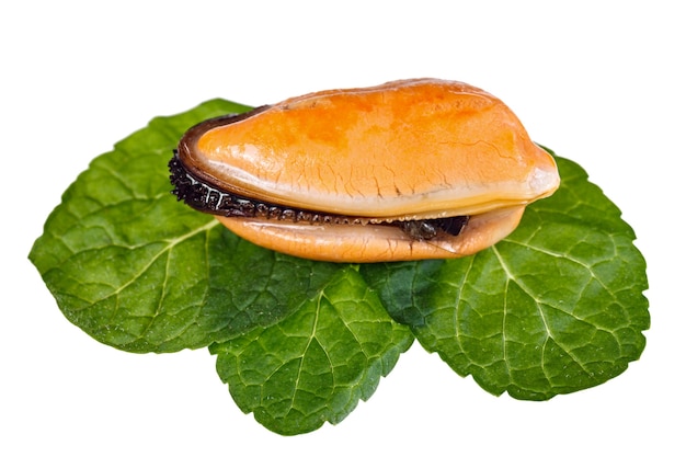 Fresh mussels on a white background. Isolated.