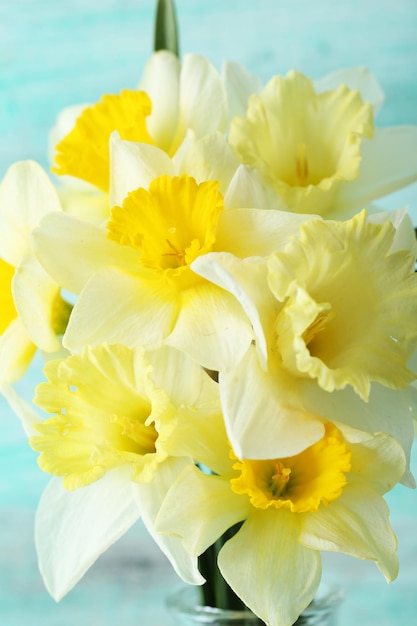 Fresh narcissus flowers closeup