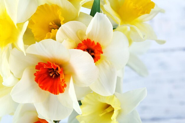 Fresh narcissus flowers closeup