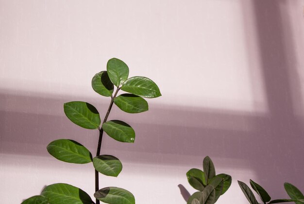 Fresh natural branches of plant  Game of shadows on a wall from window at the sunny day