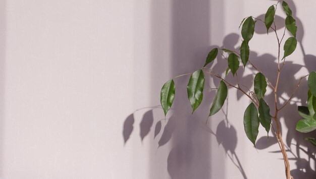 Fresh natural branches of plant with decorative shadows on a light wall. Game of shadows on a wall from window at the sunny day.