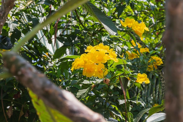 写真 明るい日の新鮮な自然の花緑に囲まれた庭の美しい黄色の花