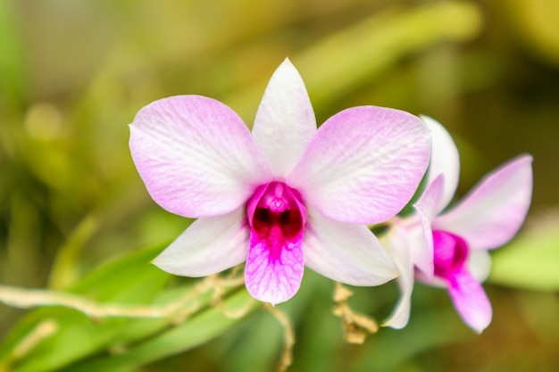 新鮮な自然の蘭の花が庭でクローズアップ