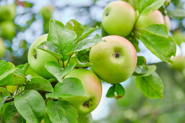 Mele verdi fresche, naturali, organiche, succose, mele su un ramo su un albero
