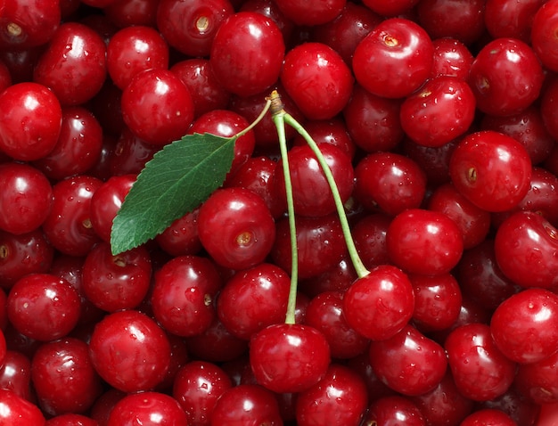 Bacche fresche di ciliegie rosse naturali con foglia verde