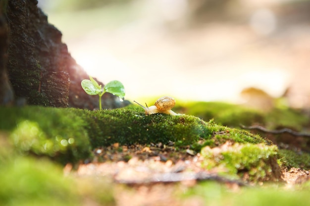 The fresh natural spring buds and clear morning dew on moss and transparent water drops fall and th