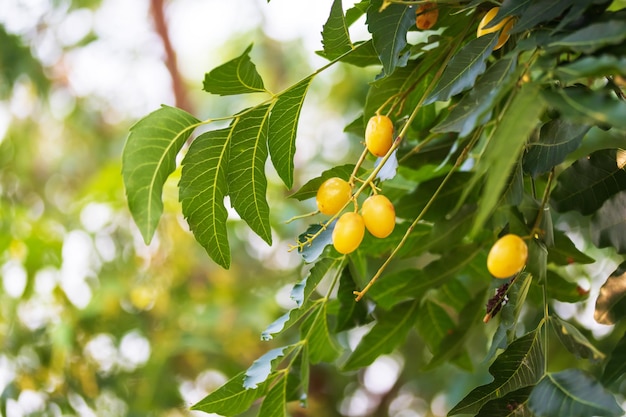 사진 자연 배경에 잎이 있는 나무에 있는 신선한 님 과일 님 나무의 잎과 천연 약용 azadirachta indica를 재배하는 과일