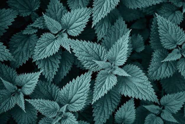 Fresh nettle leaves background colored in tidewater green color. Top view of the thicket of nettles