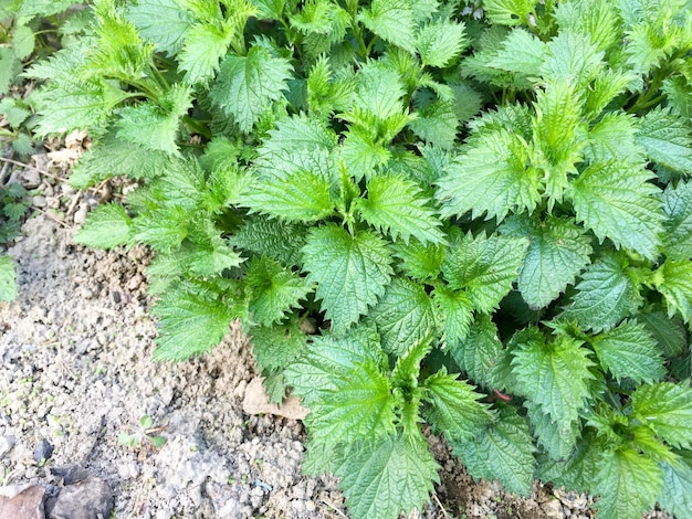 写真 新鮮なイラクサの葉 イラクサの茂み 薬用植物 緑の葉の背景