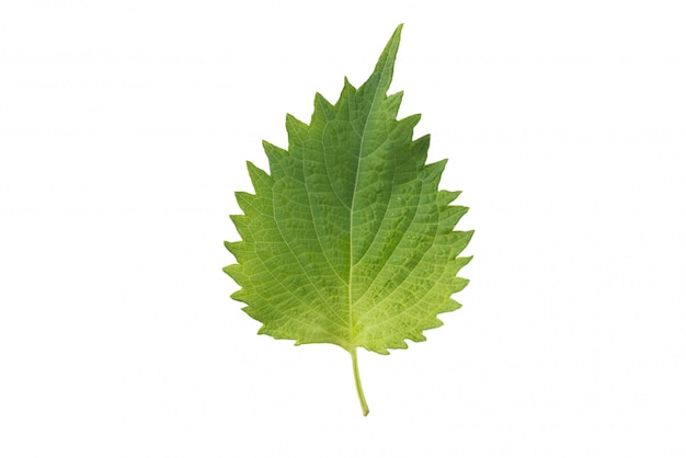 Fresh nettle leaves and on white background