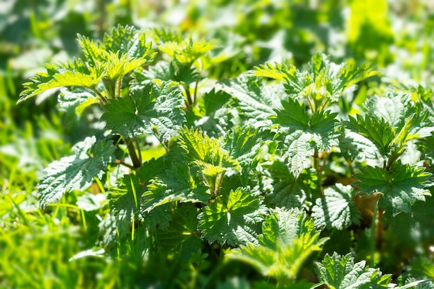 野生の自然の背景で育つ新鮮なイラクサ植物