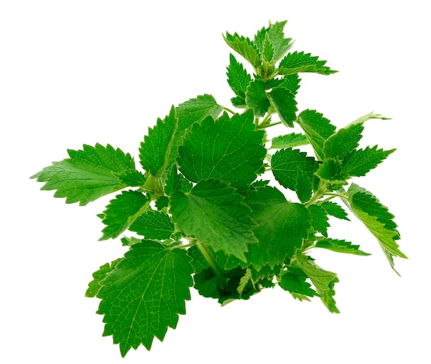 Fresh nettles isolated