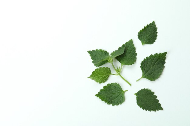 Fresh nettles leaves on white background