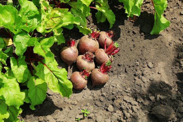 Fresh new beet on soil in garden