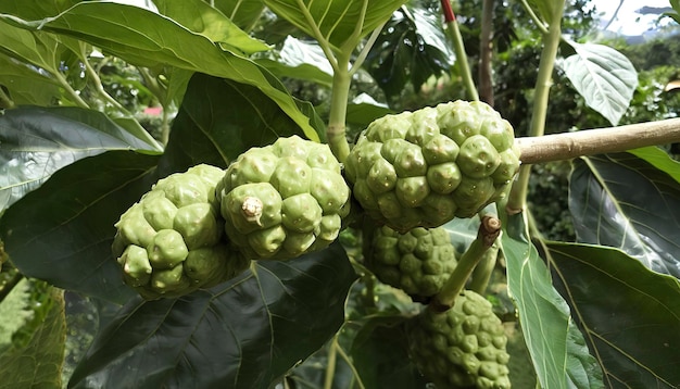 Photo fresh noni in the garden