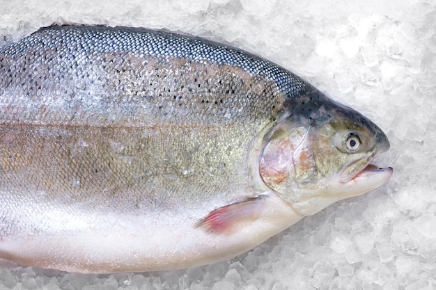 Fresh Norwegian salmon on ice in supermarket