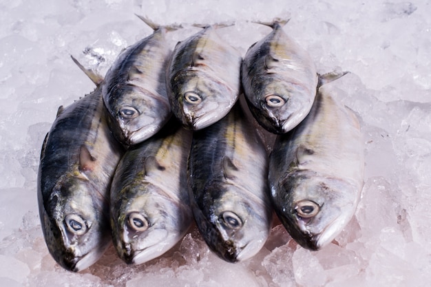 Fresh ocean fish on ice