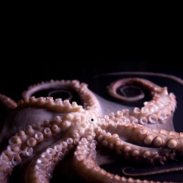 Fresh octopus on a black background. High quality fish from the north of Spain.