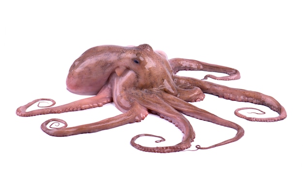 Fresh octopus isolated on white space. Fresh octopus tentacles isolated.