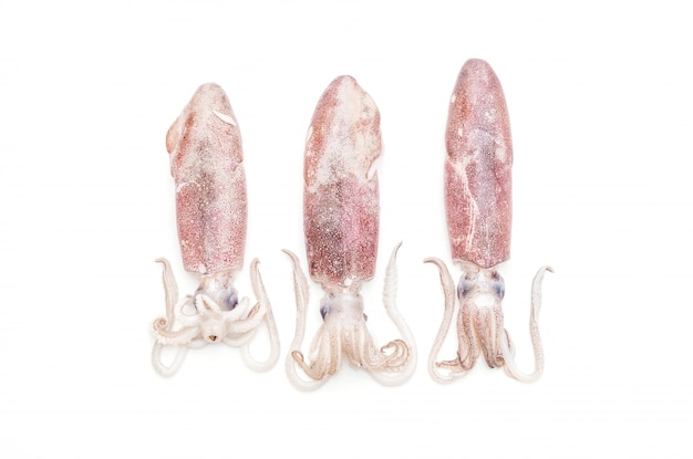 fresh octopus or squids raw