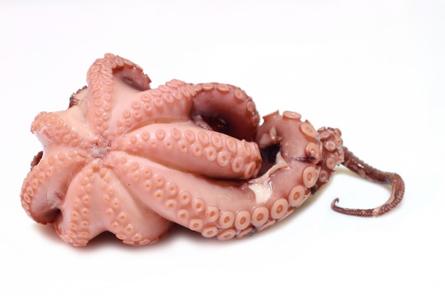 fresh octopus on white