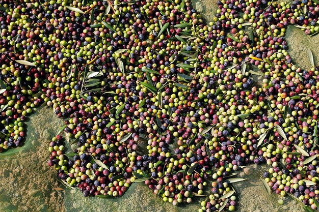 Photo fresh olive fruits on harvesting green net