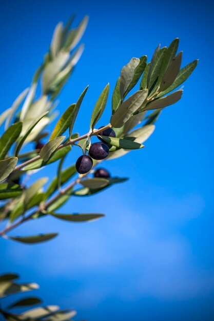 Fresh olives growing on vine against blue sky