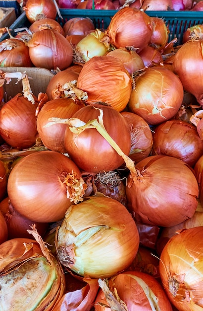 Fresh onion in boxes at the market