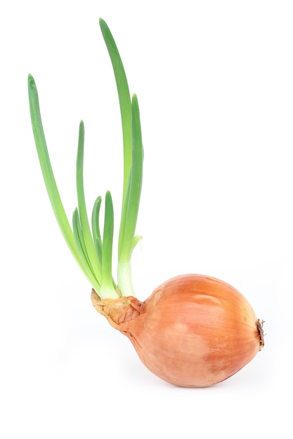 Fresh onion bulbs isolated on white background.