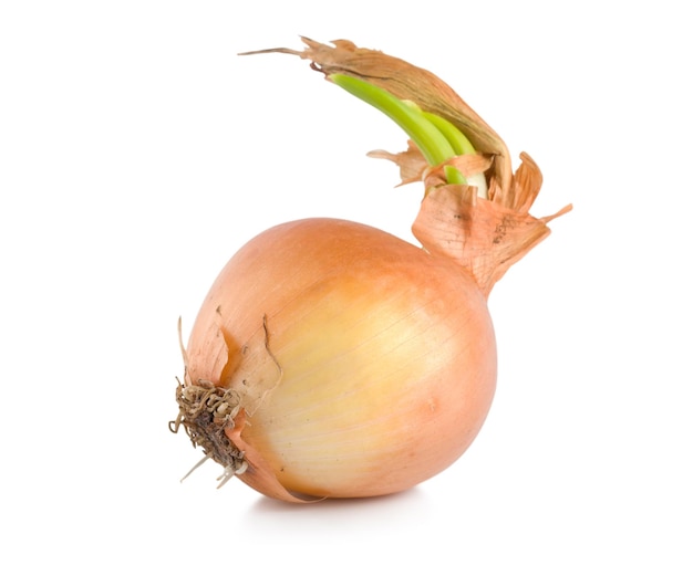 Fresh onion isolated on a white background