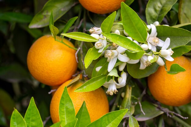 Fresh orange blossom on orange tree