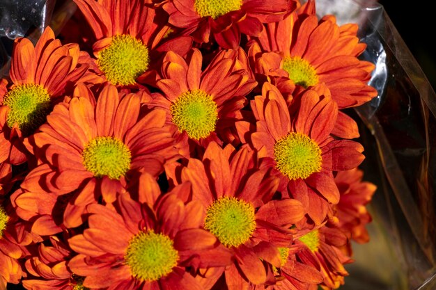 Fresh orange bright chrysanthemums Japanese korean style Background for a beautiful greeting card