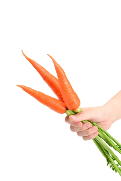 Fresh orange carrot in woman hands on a white background.