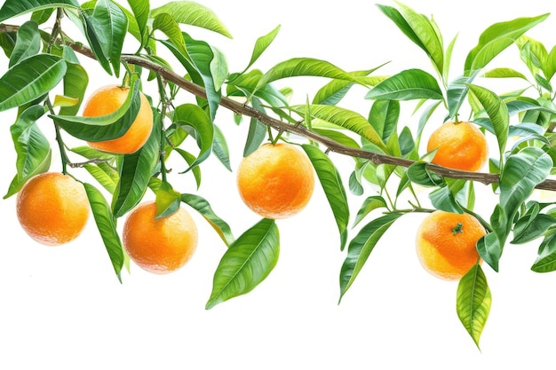 Fresh orange fruit hang on tree branch with green leaves isolated on white background