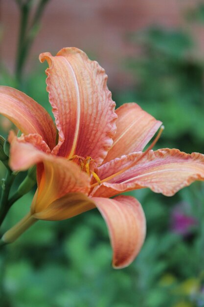 Fresh orange garden lily on a blurry background