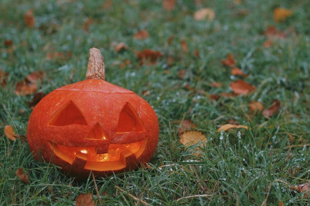 Fresh orange pumpkin on a green grass