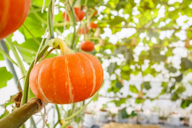 유기 온실 정원에서 성장하는 신선한 오렌지 호박