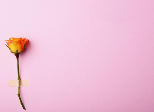 Fresh orange rose on pink background