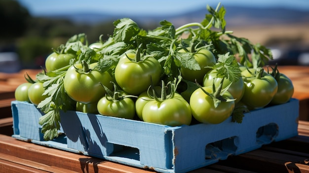 fresh orange tomatoes in a blue crate at the farmer