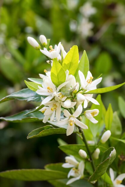 新鮮なオレンジの木の花、柑橘類の花