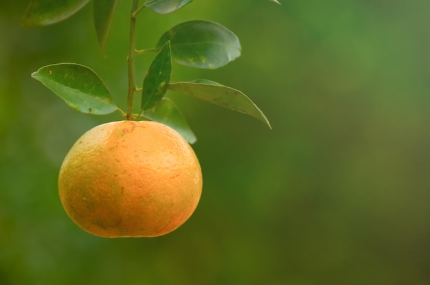 fresh orange on the tree