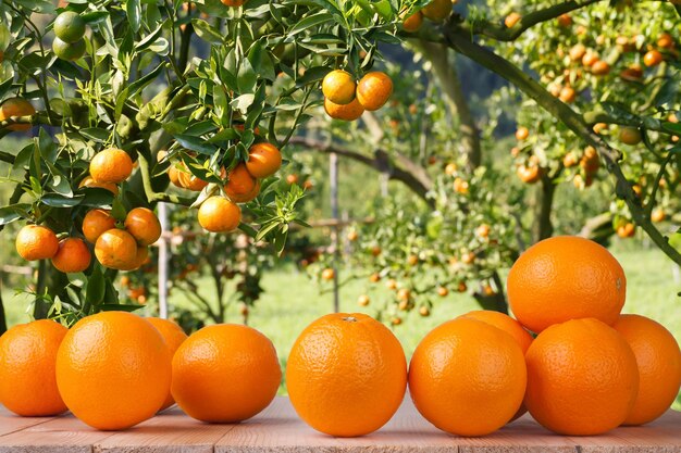 Fresh orange on wood table in garden