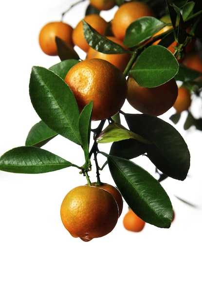 Fresh oranges after the rain Isolated on white background