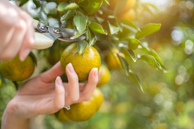 Foto arance fresche frutta nel giardino close up on hand picking concetto di agricoltura biologica