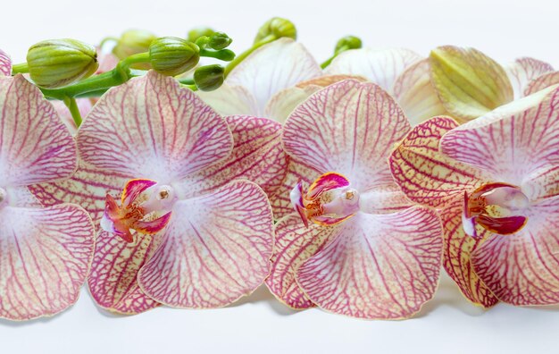 Fresh orchid flowers on a white background closeup Spring background