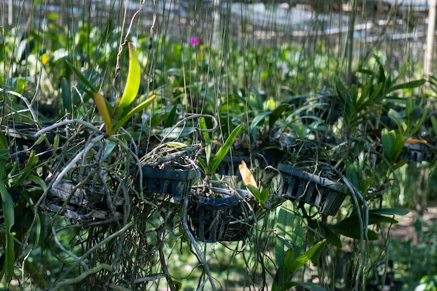 蘭の苗床に新鮮な蘭の植物